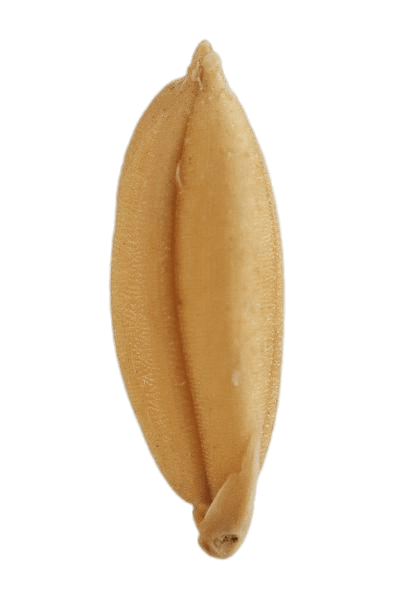 Unpeeled Rice Grain