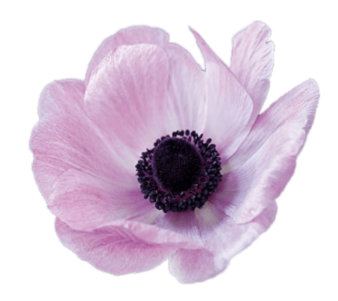 Pink Anemone