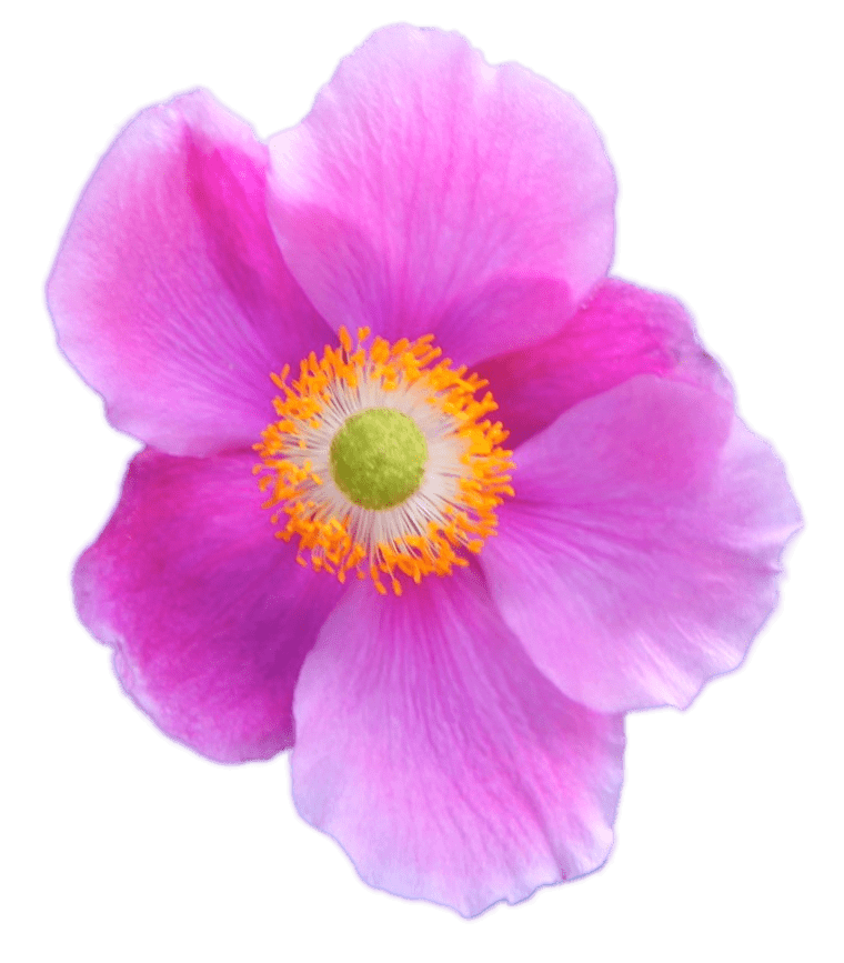 Dark Pink Anemone