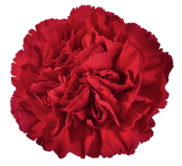 Red Carnation