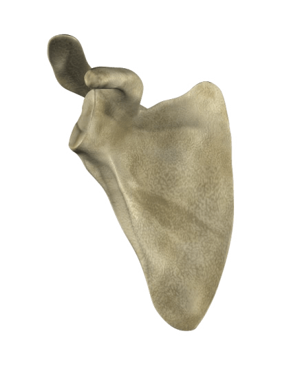 Scapula