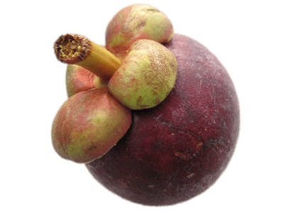 Mangosteen
