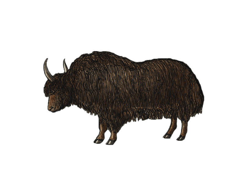 Yak Illustration