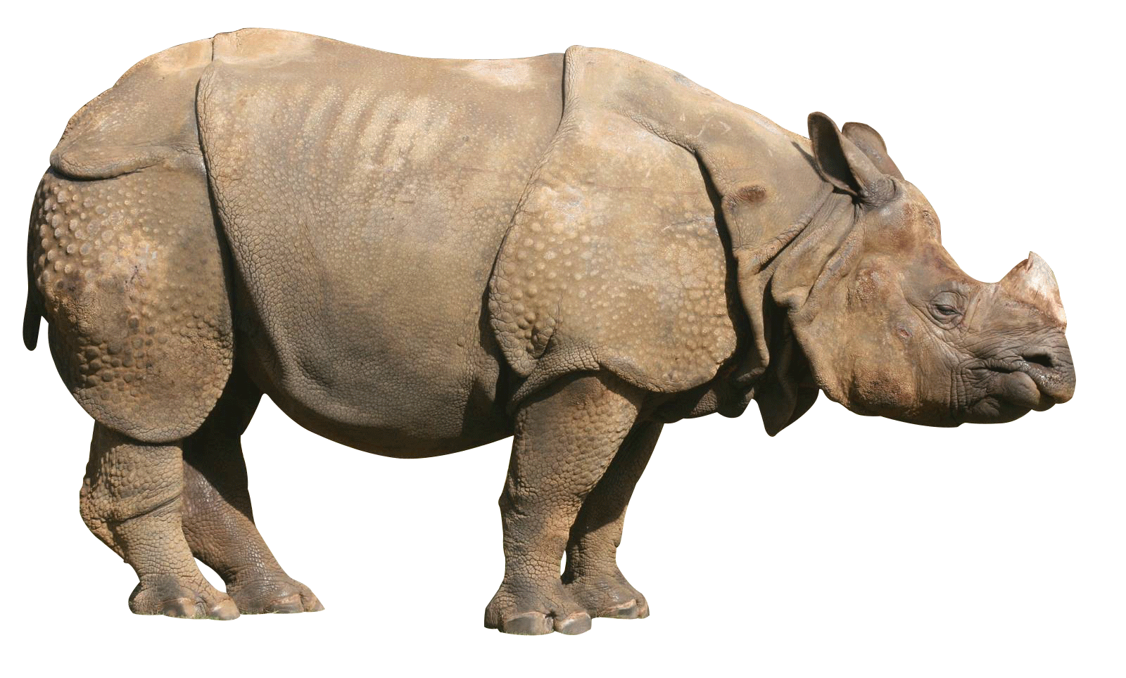 Rhinoceros Sideview