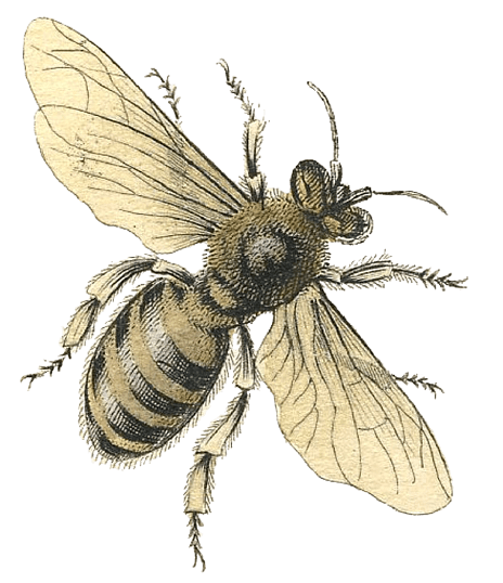 Bee Illustration