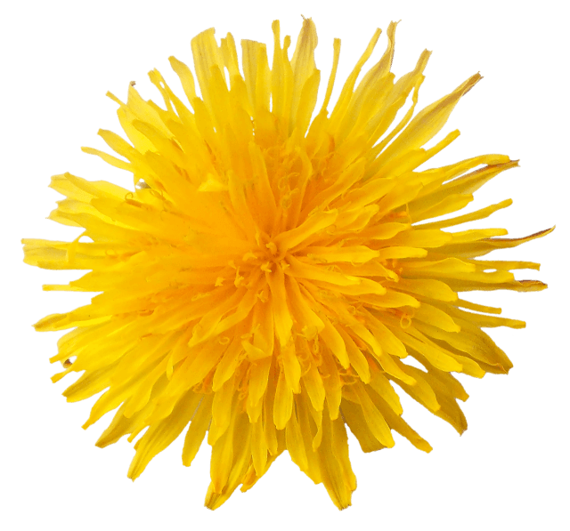 Dandelion Flower