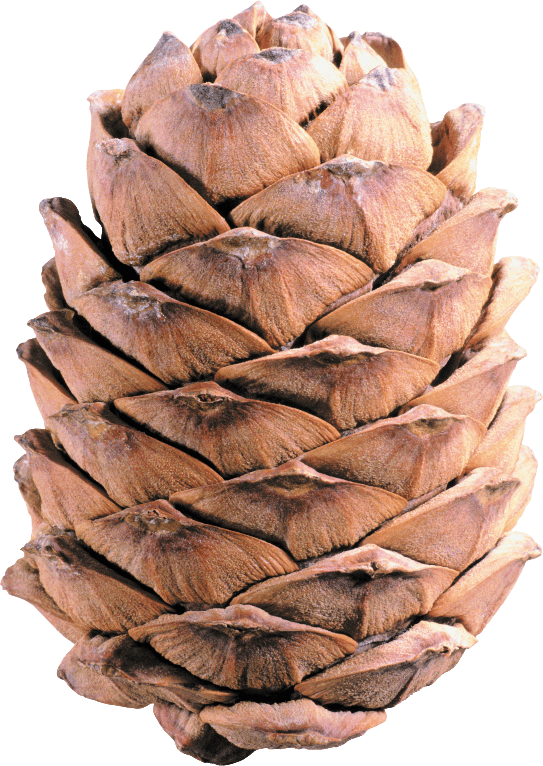 Light Brown Pine Cone