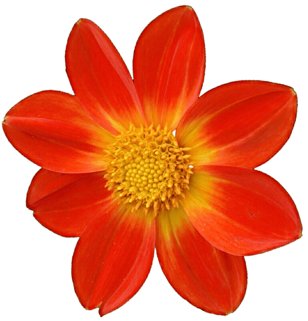 Dahlia Orange