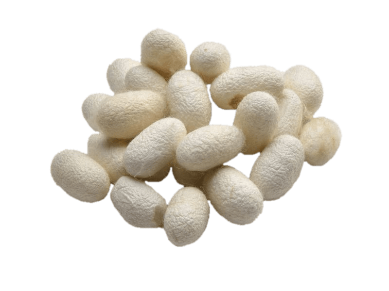 Silkworm Cocoons