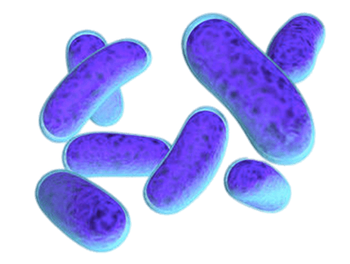 Escherichia Coli Bacteria