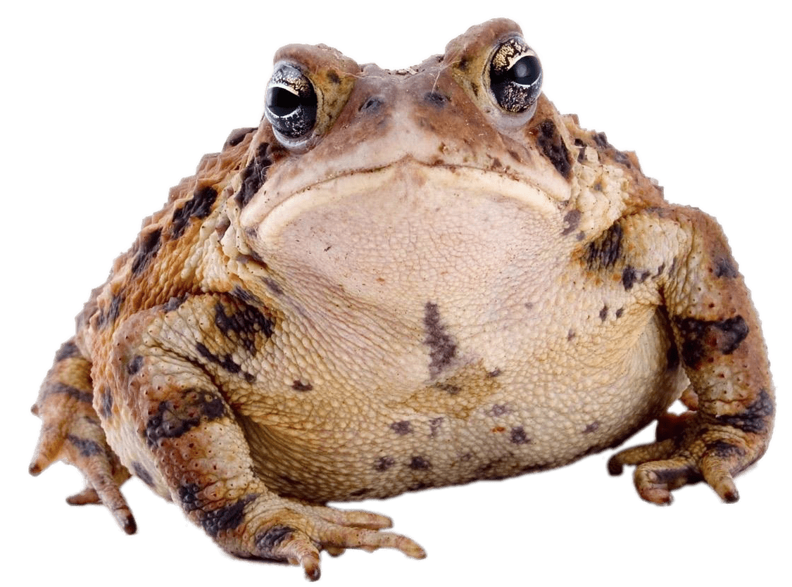 Toad Front View
