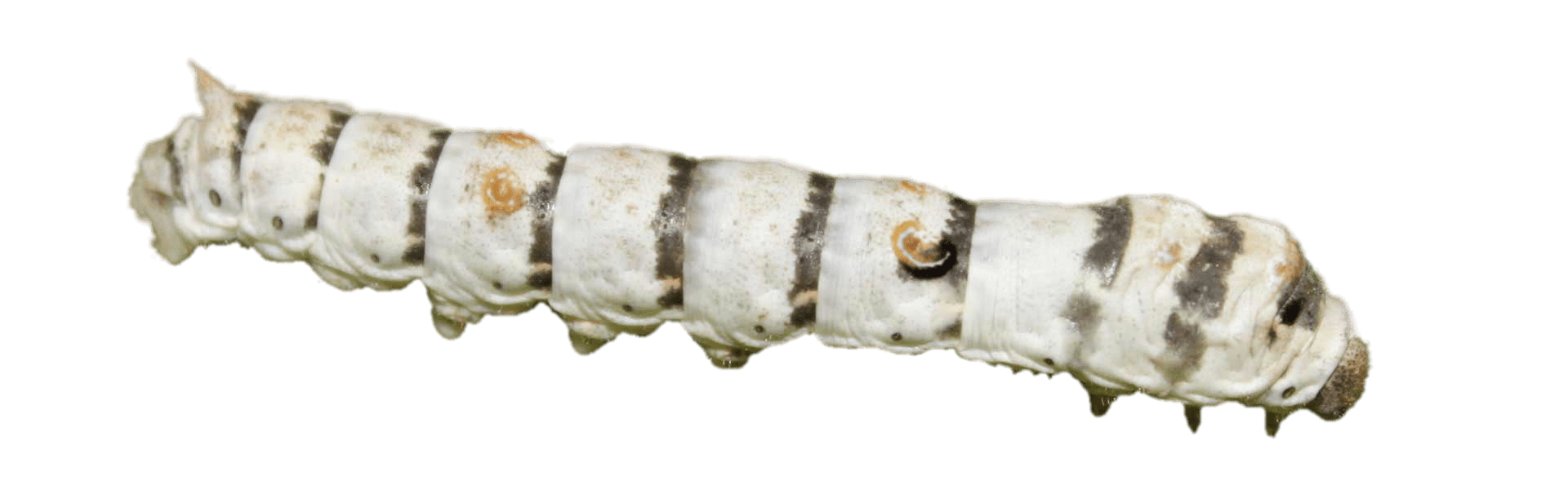 Zebra Silkworm