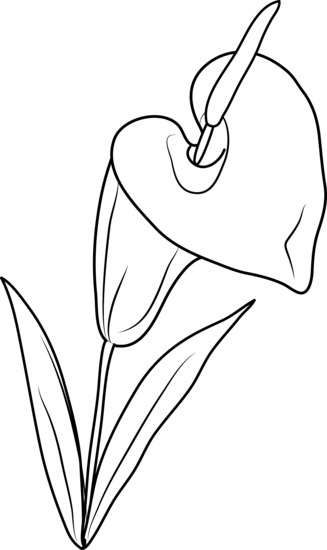 White Lily Clipart