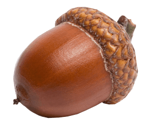 Sideview Acorn