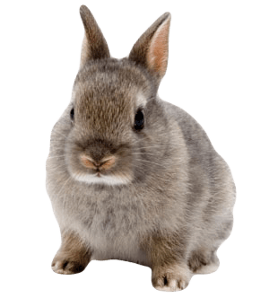 Cute Rabbit