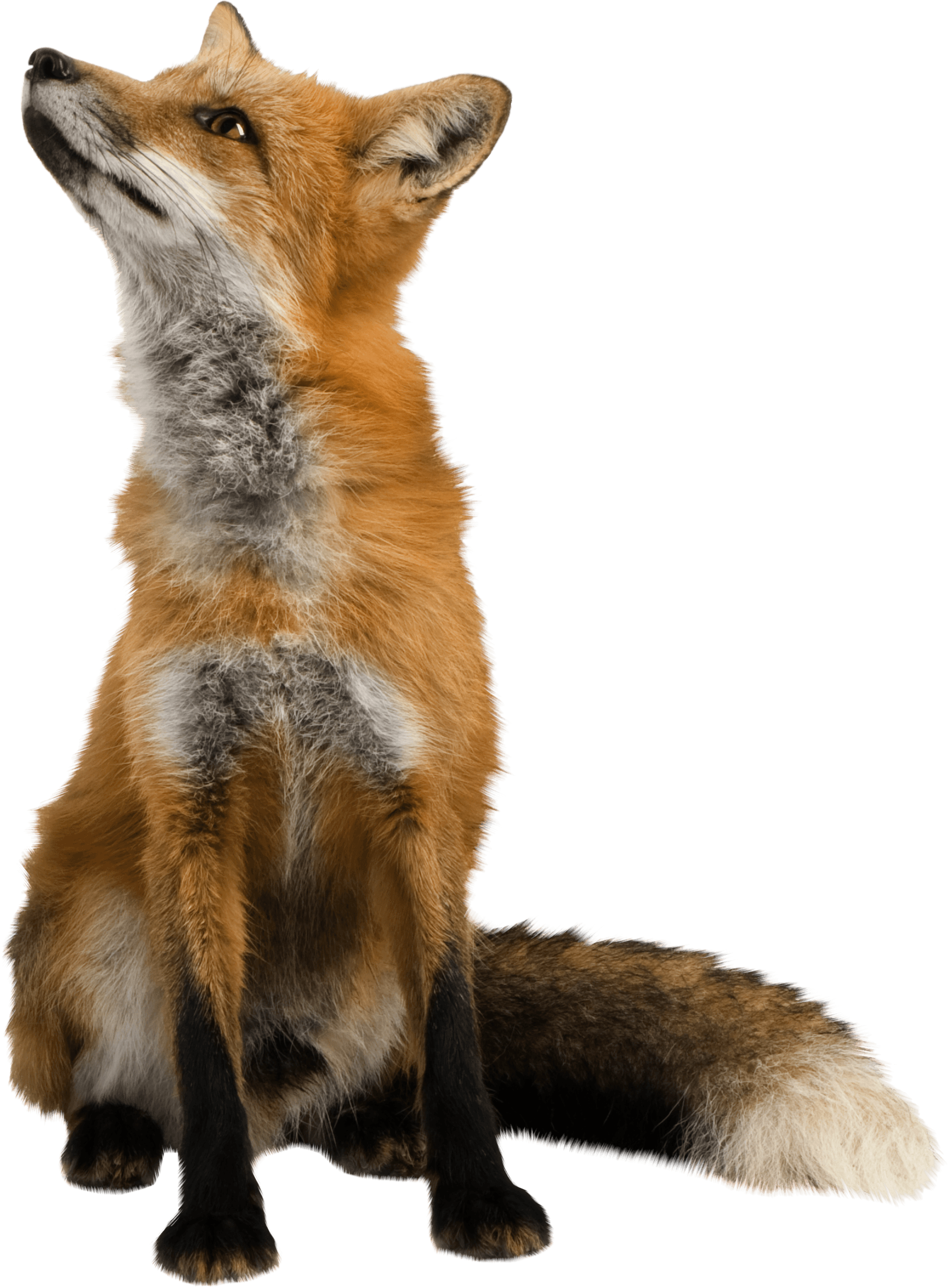 Fox Looking Up