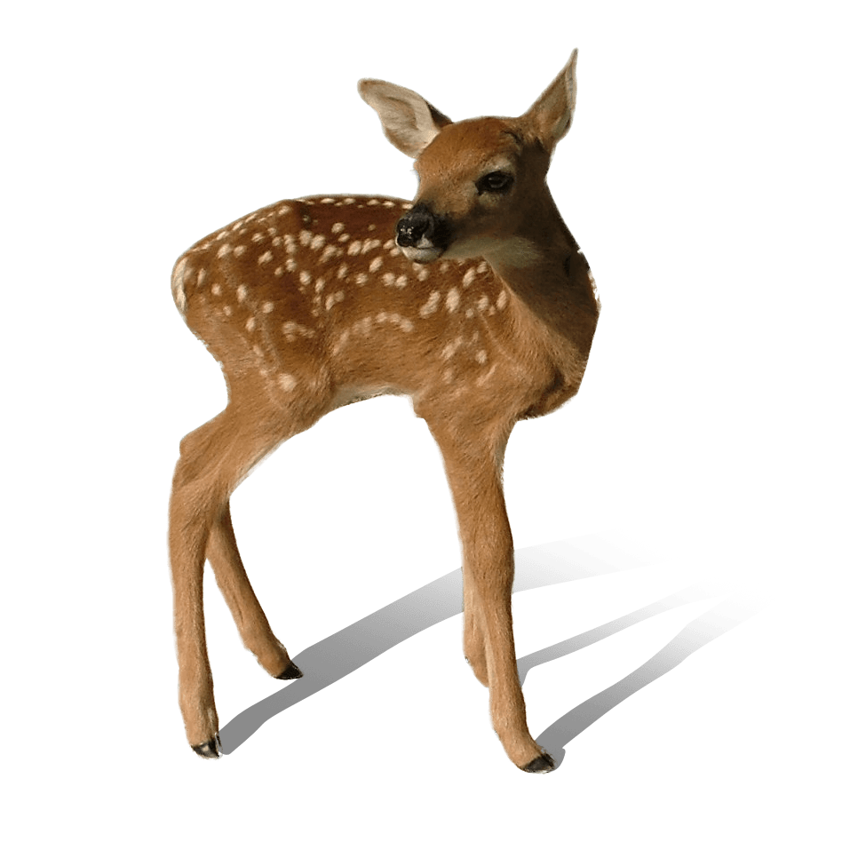 Baby Deer Standing