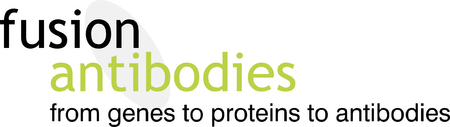Fusion Antibodies