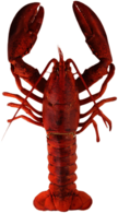Lobster Top View