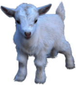 Goat Baby