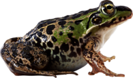 Fat Frog Sideview