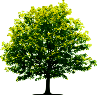Light Green Tree