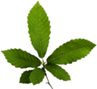 Chestnut Leaves