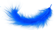 Blue Feather