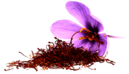 Saffron Flower Side View