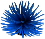 Blue Sea Anemone