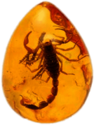 Amber With Trapped Scorpion