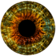 Eye Brown Yellow