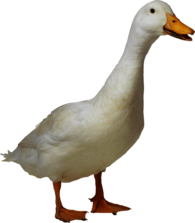 White Duck