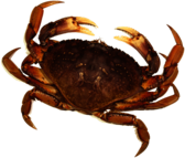 Crab Brown