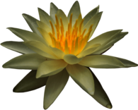 Water Lily