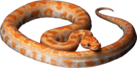 Orange Snake