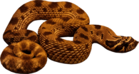 Anaconda Snake