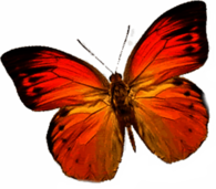 Butterfly Orange Left