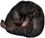 Echidna Baby