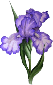 Iris Illustration