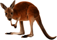 Kangaroo Left