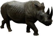 Rhinoceros Walking