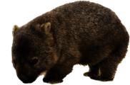 Cute Wombat