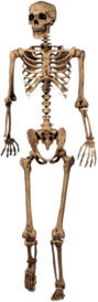 Full Skeleton Model