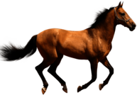 Horse Running Brown Sideview