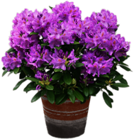 Mauve Rhododendron In A Pot