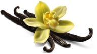 Vanilla Flower Closeup
