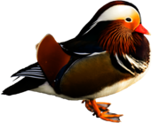 Bird Mandarin Duck
