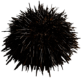 Fresh Sea Urchin