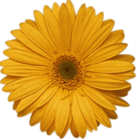 Yellow Gerbera